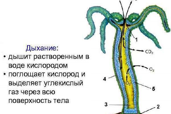 Кракен лег